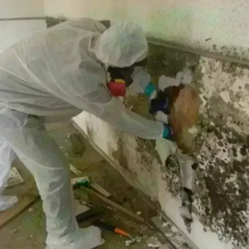 Mold Remediation and Removal in Deltona, FL